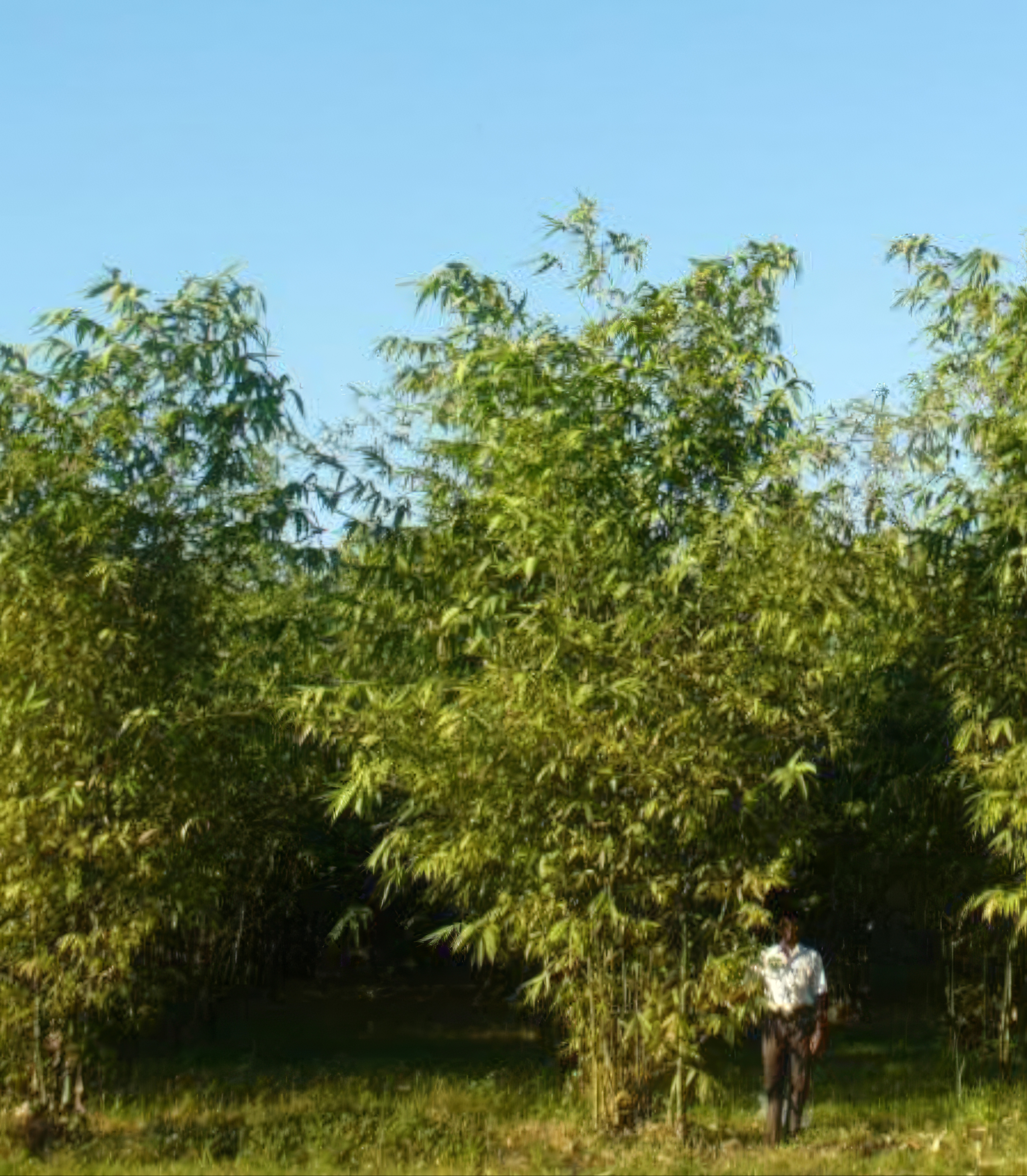 A man standing with the Beema bamboo grove under open sky